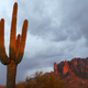 A saguaro in the Sonoran desert near Apache Junction, AZ.